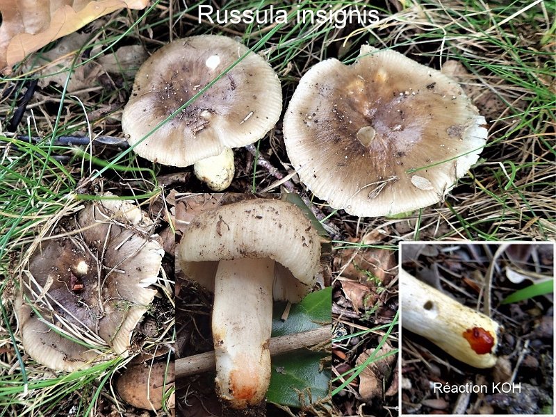 Russula insignis-amf1638.jpg - Russula insignis ; Syn: Russula pectinata var.insignis ; Nom français: Russule à voile jaune